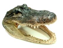 Alligator Head Genuine Real Gator Skull 8" - 9" JUMBO