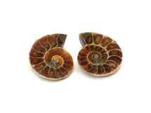 Polished Ammonite 3/8" to 3/4" Sold by the Matching Pair