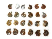Matching Pair Polished Ammonite Pack of 12 both Halves  1" to 1 1/4"