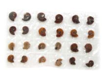 Matching Pair Polished Ammonite Pack Of 12 Both Halves 3/8" To 3/4"