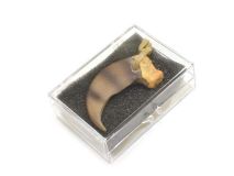 2" Bear Claw Resin Pendant Charm Necklace in Display Case