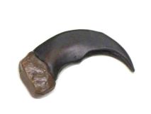 Synthetic Bear Claw 2" Pendant