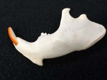 Beaver Jaw Bone Left Side with Teeth