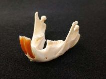 Beaver Jaw Bone Set both Right and Left Side