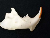 Beaver Jaw Bone Right Side with Teeth