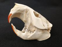 Beaver Skull Genuine Real