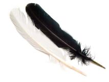 White or Black Large Turkey Craft Quill Feathers Sold By the Feather