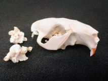 Beaver Skull with Broken Back of Cranium #02