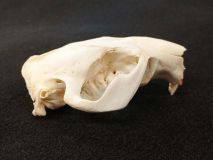 Beaver Skull with Broken Off Front Tooth #01