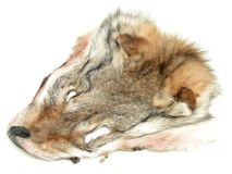 Jumbo X-Large Coyote Fur Hide Face Commercially Tanned Leather Skins 