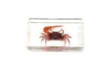 Crab Clear Resin Paperweight 