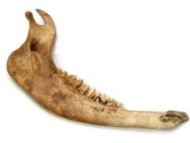 Dirty Buffalo Jaw Bone Apx 15-1/2" Needs Further Cleaning