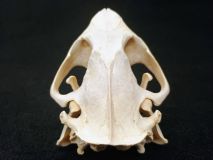 Discolored Bone 5" Real Beaver Skull #07