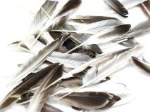 1/4 lb Craft Quill Duck Feathers Approx. 200 Feathers