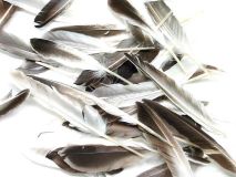 1/2 lb Craft Quill Duck Feathers Approx. 400 Feathers