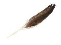 Craft Quill Duck Feathers Sold by the Feather