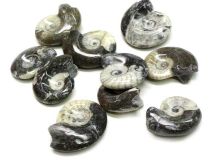 Polished Goniatite Ammonite Fossil Assorted Sizes 1" to 2" 