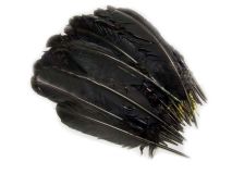 1/2 LB Black Turkey Quill Feathers Apx.150 Craft Feathers