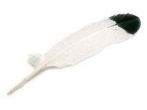 Imitation Eagle Large Turkey Quill Feather Sold by the Feather