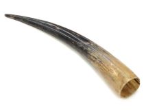 Natural Semi Polished Water Buffalo Cow Horn 15-1/2" L #R11