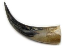 Natural Semi Polished Water Buffalo Cow Horn 13-1/8" L #R19