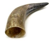 Natural Semi Polished Water Buffalo Cow Horn 12" L #R24 Large 3" Bell