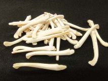 Otter Penis Baculum Bone Jumbo 3" To 4" #1 Grade 