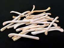 Otter Penis Baculum Bone 2" To 2-3/4" #2 Grade