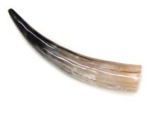 Polished WB Cow Horn 14-3/8"L #24