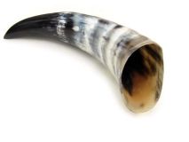 #26 Polished Water Buffalo Cow Horn Create a Powder Horn 13-1/8" L Flat Style