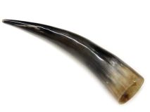 Polished Water Buffalo Steer Cow Horn 12-3/8" L #54 Rough Spots