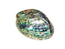Clear Coated Polished Abalone Shell 4" to 5" L 