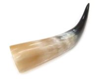 Polished Water Buffalo Horn 9-1/4" L #Y