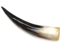 Polished Water Buffalo Cow Horn 12-5/8" L #09