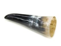 Polished Water Buffalo Cow Horn 8-1/4" L #M
