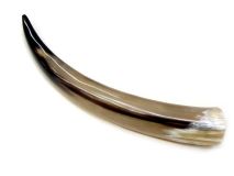 Polished Steer Cow Horn 16-1/4" L #02