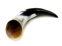 #06 Polished Water Buffalo Cow Horn Create a Powder Horn 11-3/4" L