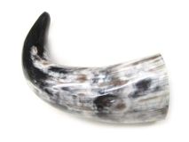 Polished Water Buffalo Cow Horn 13-5/8" L #08 Large 3" Bell