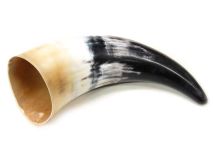 #X Polished Water Buffalo Cow Horn Create a Powder Horn 8-3/4"L