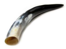 Polished Water Buffalo Cow Horn 14"L #17