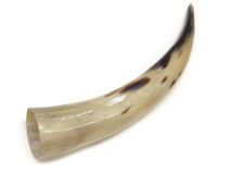 #18 Polished Water Buffalo Cow Horn Create a Powder Horn 14-3/4"L