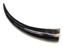 Polished Water Buffalo Cow Horn 13-1/2" L #21