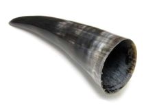 #23 Polished Water Buffalo Cow Horn Create A Powder Horn 12" L