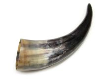 Polished Water Buffalo Cow Horn 12" L #42