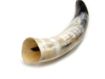 #46 Polished Water Buffalo Cow Horn Create a Powder Horn 11-1/2"L