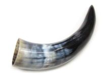 #66 Polished Water Buffalo Cow Horn Create a Powder Horn 11-1/4"L