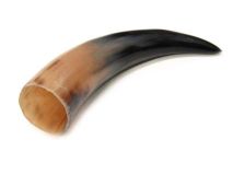 Polished WB Cow Horn 10-5/8 "L #10 Star Shape Ding / Crack