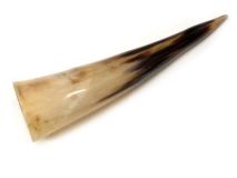 Polished Water Buffalo Cow Horn 12" L #11 Roughness / Delaminaton Bell End