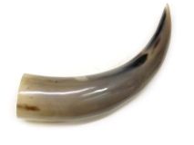 #36 Polished Water Buffalo Cow Horn Create a Powder Horn 12" L Blistered