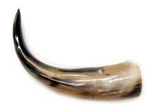 Polished WB Cow Horn 12-3/4"L #60 